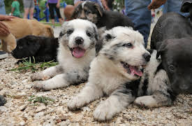 The Vet Life: Episode 4