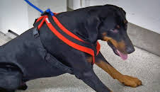 Der Super-Doc - Einsatz für 4 Pfoten