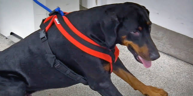 17:15: Der Super-Doc - Einsatz für 4 Pfoten | Sixx | 12/14 2025