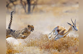 What Darwin Didn't Know: The Modern Science of Evolution: Coevolution: Peace Accords and Arms Races