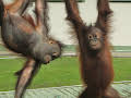 Meet The Orangutans