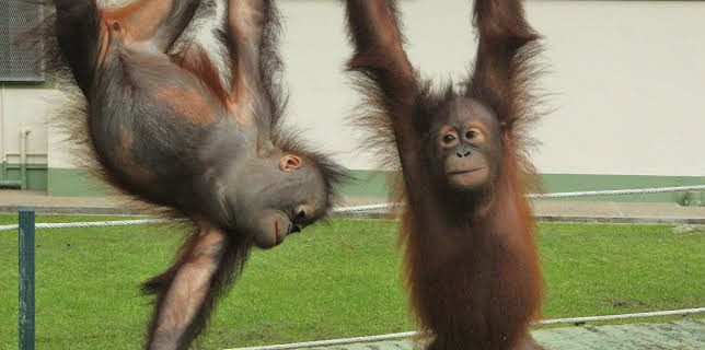 01:53: Meet The Orangutans (S1 E7) (S1) | Animal Planet | 12/7 2025