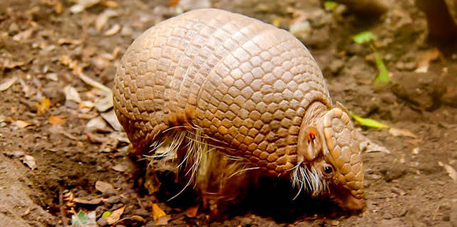 12:40 PM: Go Wild (S2) | Cbeebies | 3/3 2026