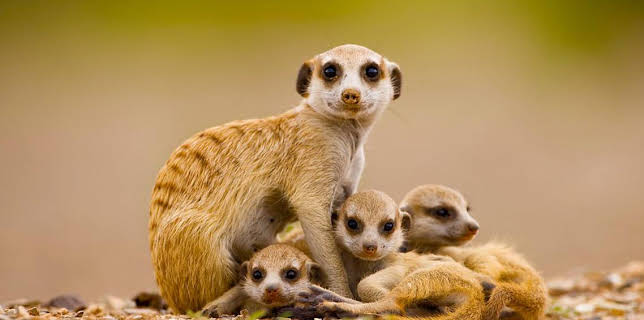 2:05 PM: Deadly 60 (S6) | CBBC | 10/30 2025