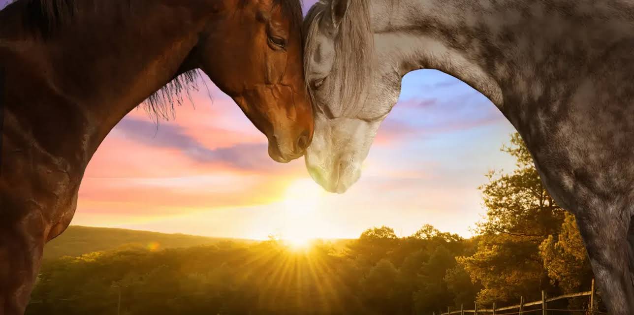 Horse Camp: A Love Tail (2020)