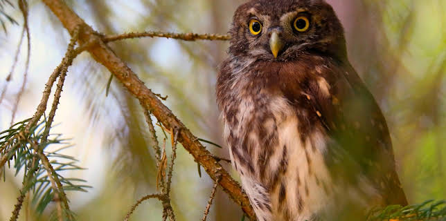 20:15: Expeditionen ins Tierreich | Radio Bremen | 2/25 2026