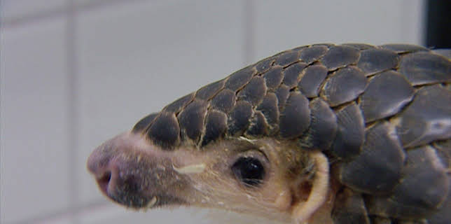 14:25: Elefant, Tiger & Co. | MDR Fernsehen | 11/7 2025