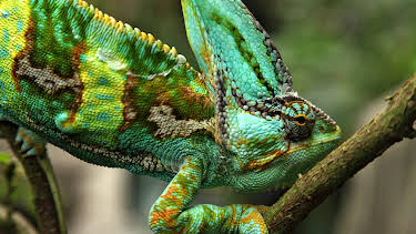 5:15 PM: Attenborough's Natural Curiosities (S1 E1) (S1) | Yesterday | 7/24 2026