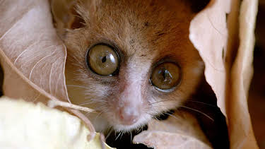 13:15: Unbekanntes Madagaskar (1/2) | MDR Fernsehen | 8/1 2026
