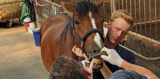 21:15: Praxis Dr. Dreesen - Ein Hof für Tiere | Sat1 Gold | 3/19 2026