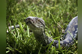 Man Eating Python Of Sulawesi Season 1: Man Eating Python