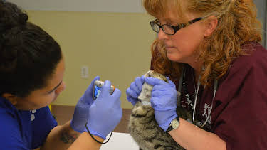 02:15: Animal Cops Houston (S19 E10) (S19) | Animal Planet | 4/17 2026