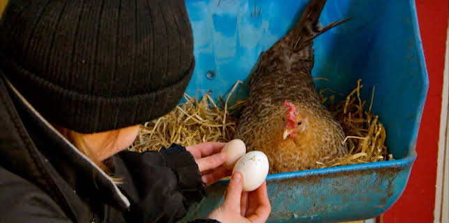 05:30: Dyrepasserne | TV 2 | 11/13 2025