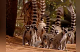 Lemur Street: Sleeping with the Enemy