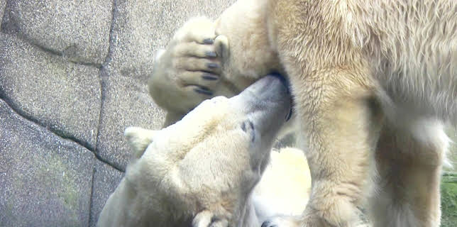 16:10: Leopard, Seebär & Co. (168) | Das Erste | 1/21 2026