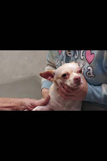 22:45: El increíble doctor Pol: La fiesta de Pol | Nat Geo Wild | 1/29 2026