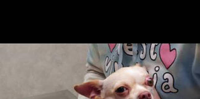 13:05: El increíble doctor Pol: La fiesta de Pol | Nat Geo Wild | 12/13 2025