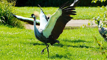 9:30 AM: Animal Park | BBC One Wales | 4/10 2026