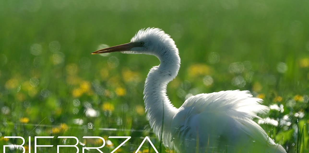 Biebrza - The European Amazon (2013)