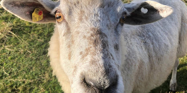 10:20: Die Tierärzte - Retter mit Herz (44) | WDR Fernsehen | 3/12 2026