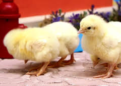 Rosin og Bolle: Passe kyllinger