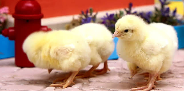 17:20: Rosin og Bolle: Passe kyllinger | NRK 3 | 2/7 2026