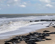 Leben an der Nordsee