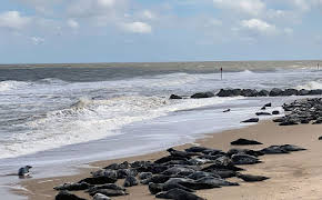 Leben an der Nordsee