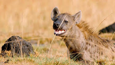 16:20: Grandes Documentales Relatos De Zambia | LA 2 | 4/2 2026