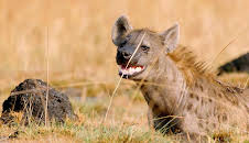 Grandes Documentales Relatos De Zambia