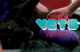 Junior Vets: First-Hand Vet Experience