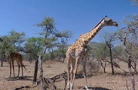 World of the Wild: Great African Grasslands Savannah