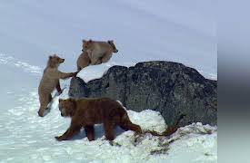 North America Season 1: Learn Young or Die