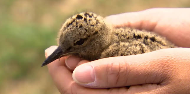 14:00: die nordstory - Ab in die Natur! | NDR Fernsehen | 1/14 2026