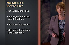 How We Move: The Gross Anatomy of Motion: The Features of Our Complicated Feet