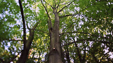 14:00: Treehouse Masters (S3 E14) (S3) | Animal Planet | 5/1 2026