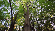 Hus i tretoppene (S3 E14)