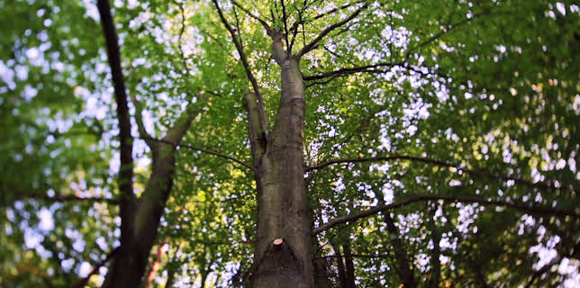 14:00: Hus i tretoppene (S3 E14) (S3) | Animal Planet | 11/13 2025