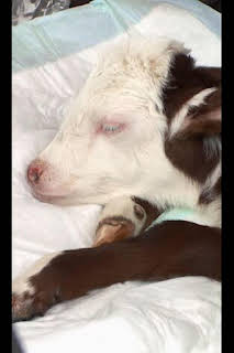 11:50: El increíble doctor Pol: La maravillosa Miss Maisey | Nat Geo Wild | 4/4 2026