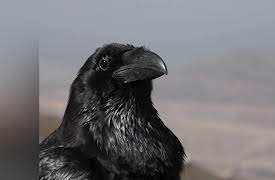 Nature's Strangest Mysteries: Solved Season 1: Crow Crime Scene