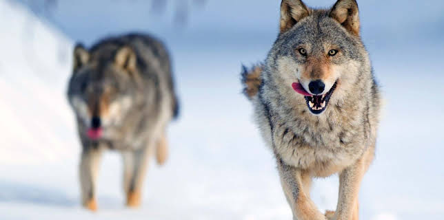 08:55: Wilder Grenzgänger - Der Wolf ist zurück | Arte | 11/4 2025