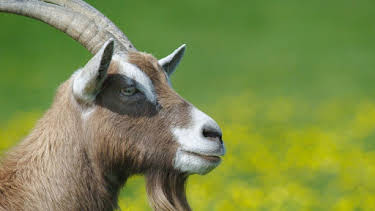 17:05: Tierisch schlau! | Arte | 5/13 2026