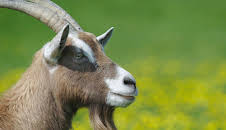 Tierisch schlau!