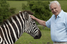 David Attenborough's Natural Curiosities, Season 1: Seeing the Pattern