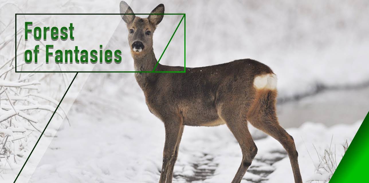 Forest of Fantasies (2018)