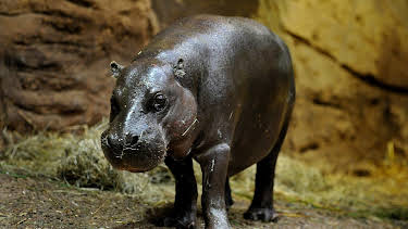 14:25: Elefant, Tiger & Co. | MDR Fernsehen | 3/27 2026