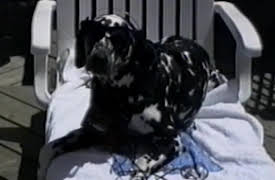 Funniest Pets and People: Season 1: Episode 210