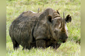 Kenya Wildlife Diaries: Ivory Wars