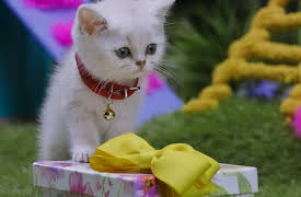 Mittens and Pants: Socks for Kittens