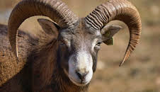 Giraffe, Erdmännchen & Co. (148)